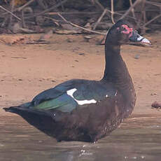 Canard musqué