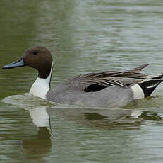 Canard pilet