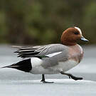 Canard siffleur