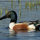 Canard souchet