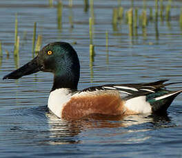 Canard souchet