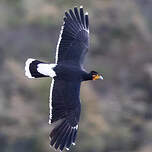 Caracara caronculé