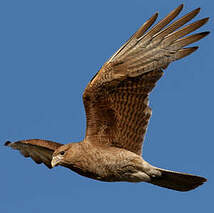 Caracara chimango