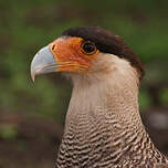 Caracara huppé