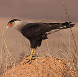 Caracara huppé