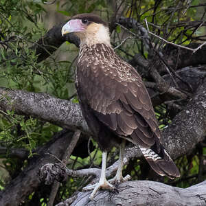 Caracara huppé