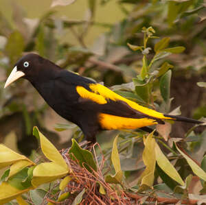 Cassique cul-jaune