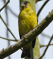 Chardonneret des Andes