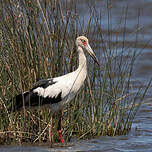 Cigogne maguari