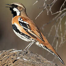 Cinclosome à dos fauve