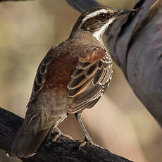 Cinclosome marron