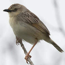 Cisticole striée