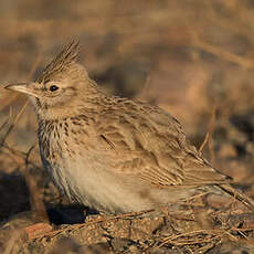 Cochevis huppé