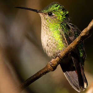 Colibri à calotte violette