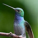 Colibri à queue blanche