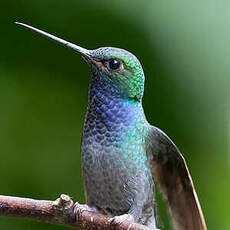 Colibri à queue blanche