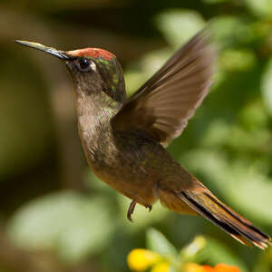 Colibri à tête rose