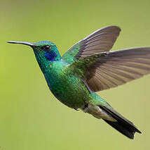 Colibri cyanote