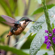 Colibri d'Héliodore