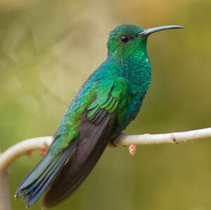 Colibri de Buffon