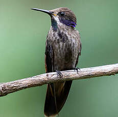 Colibri de Delphine