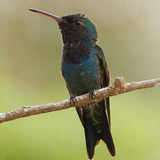 Colibri de Lillian