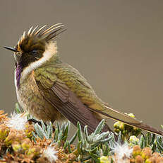 Colibri fauve