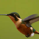 Colibri héliodore