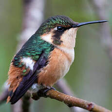 Colibri héliodore