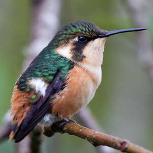 Colibri héliodore