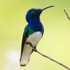 Colibri jacobin