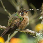 Colibri moucheté