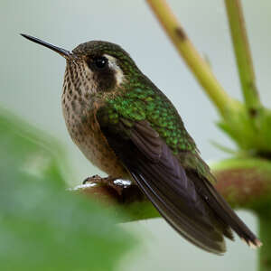 Colibri moucheté