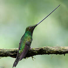 Colibri porte-épée