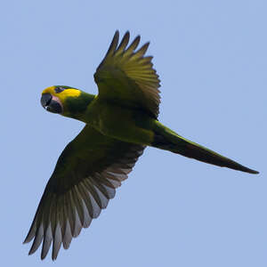 Conure à joues d'or