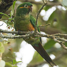 Conure à pinceaux d'or