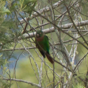 Conure à poitrine brune