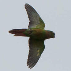 Conure à poitrine brune