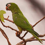 Conure à tête bleue