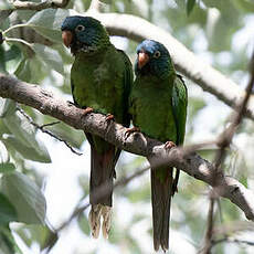 Conure à tête bleue