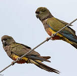 Conure de Patagonie