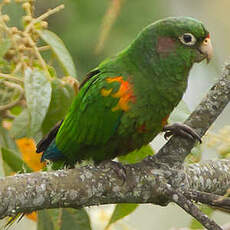 Conure des Santa Marta