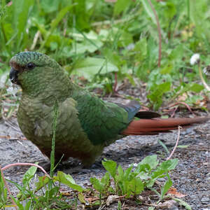 Conure magellanique