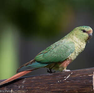 Conure magellanique