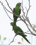 Conure maîtresse