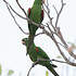 Conure maîtresse Photos, page 1