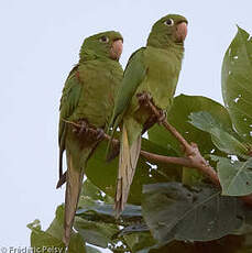 Conure maîtresse