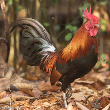 Red Junglefowl