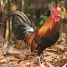 Red Junglefowl
