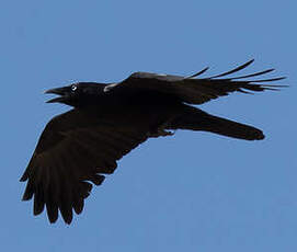 Corbeau d'Australie